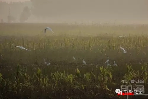 連日來(lái)，一群約有40只的白鷺棲息在邯鄲廣平縣東張孟鄉(xiāng)附近的一片玉米田地里。時(shí)而戲耍，時(shí)而自由自在地飛翔，它們描繪了一幅自然秀美的田園風(fēng)景。